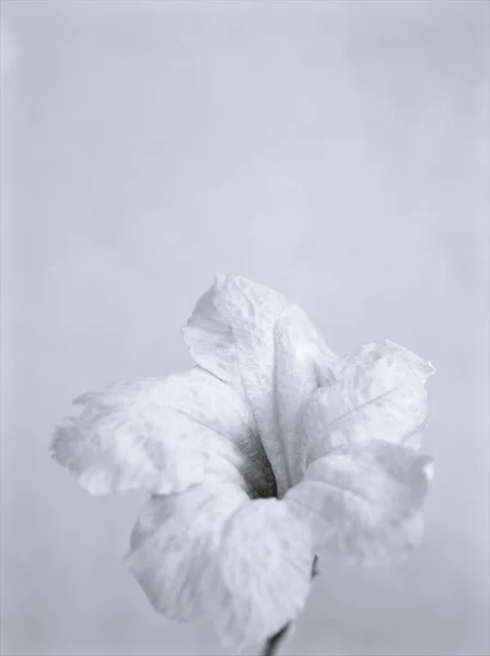 黑白相间的花朵 野红豆花和模糊的背景 古色古香的卡片设计照片 — 图库照片