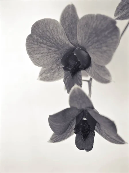 orchid flower in black and white image, cooktown orchid ,Dendrobium bigibbum and blurred background ,old vintage style photo for card design