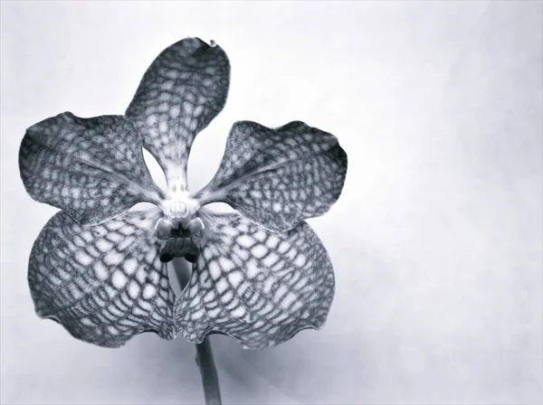 orchid flower in black and white image, vanda orchid and blurred background ,old vintage style photo for card design