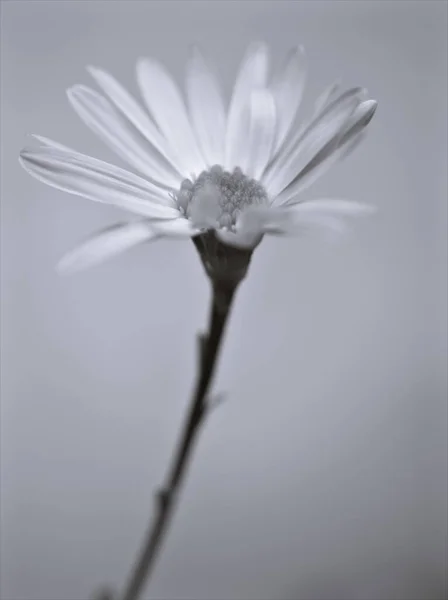 黑白相间的花朵 菊花植物和模糊的背景 古色古香的卡片设计照片 — 图库照片