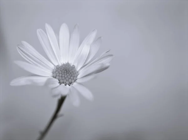 Blume Schwarz Weiß Bild Gänseblümchen Blütenpflanzen Und Verschwommener Hintergrund Makro — Stockfoto