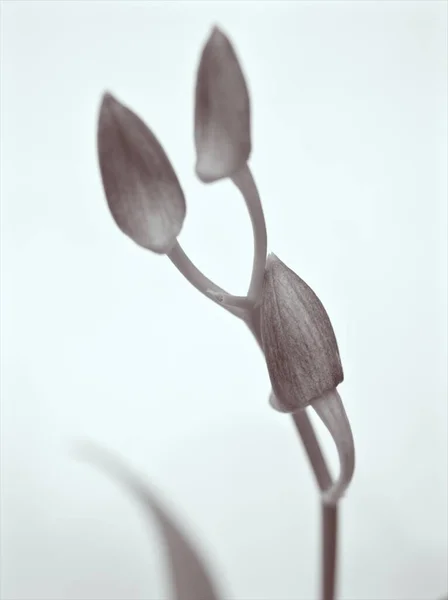黑白图案 炊城兰花 兰花双花和模糊的背景 老式卡片设计风格照片 — 图库照片