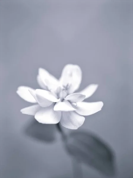 黑白相间的花朵 紫藤花草和模糊的背景 宏观和老式风格的卡片设计照片 — 图库照片