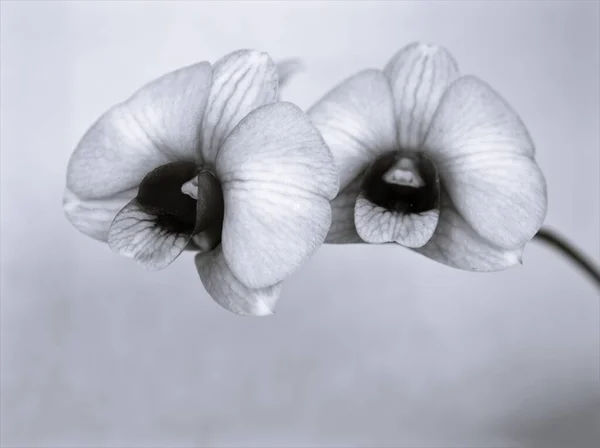 Ορχιδέα Λουλούδι Μαύρο Και Άσπρο Εικόνα Ορχιδέα Cooktown Dendrobium Bigibbum — Φωτογραφία Αρχείου