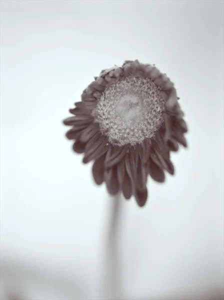 flower in black and white image, Gerbera daisy Transvaal bud flower plants and blurred background ,macro and old vintage style photo for card design