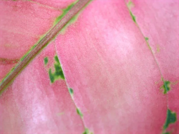 具有柔软焦点 纹理或背景模糊的宏观粉色叶子 — 图库照片