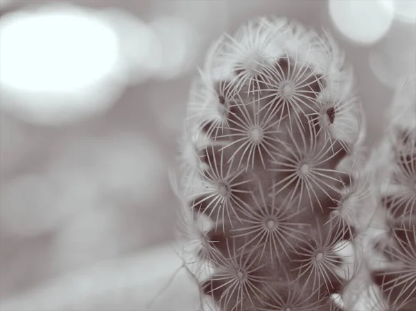 Nahaufnahmen Verschwimmen Makro Mammillaria Elongata Kopper King Kaktuspflanze Schwarz Weiß — Stockfoto