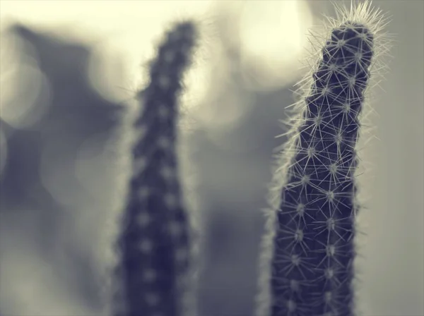 Closeup Blur Macro Mammillaria Elongata Kopper Rei Cacto Planta Preto — Fotografia de Stock