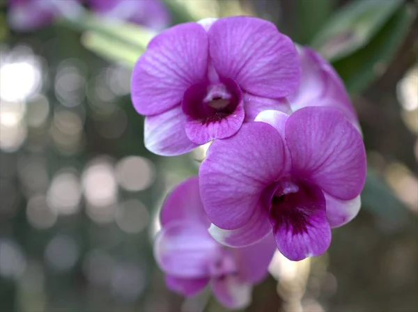 Fialová Orchidej Květina Kapkami Vody Měkkým Ostřením Dendrobium Bigibum Rostliny — Stock fotografie