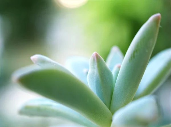 关闭肉质植物Pachyphytum Fittkaui 沙漠植物在花园明亮模糊的背景 宏观形象 软焦点 甜蜜的颜色卡片设计 — 图库照片