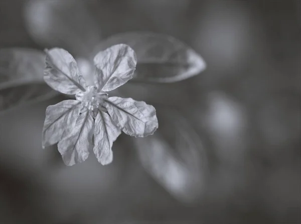 Květina Černobílém Obrazu Falešné Vřesoviště Havajský Vřes Elfí Bylina Měkkým — Stock fotografie