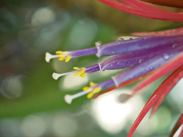 Water Drop Colorful Droplet Succulent Tillandsia Ionantha Dew Air Plants — Stock Photo, Image