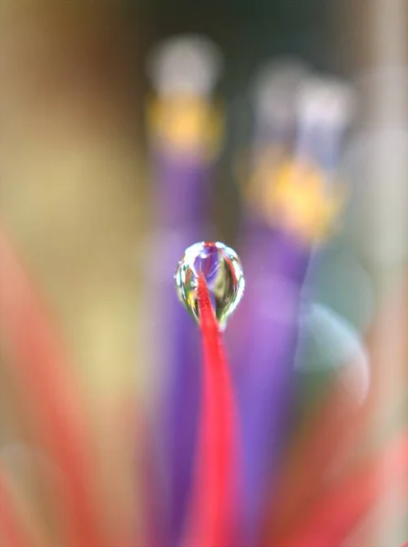 단맛이 틸란시아 Tillandsia Ionantha 정원에 식물의 부드러운 초점과 매크로 이미지 — 스톡 사진