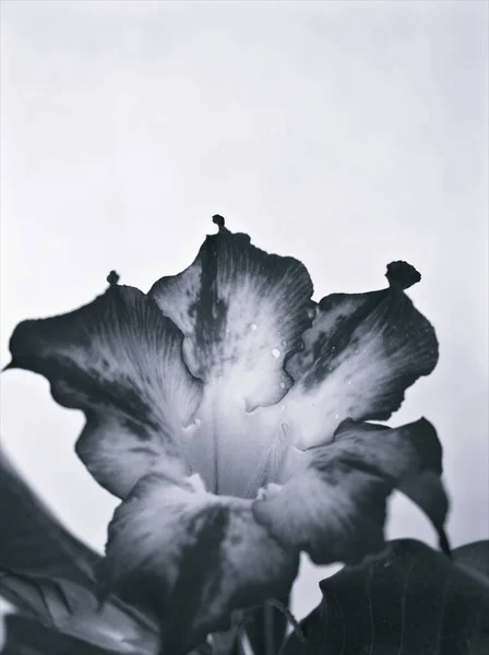 Λουλούδι Μαύρο Και Άσπρο Εικόνα Έρημος Τριαντάφυλλο Λουλούδι Φυτά Και — Φωτογραφία Αρχείου