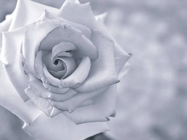 Blume Schwarz Weiß Bild Rosenblütenpflanzen Und Verschwommener Hintergrund Makro Und — Stockfoto