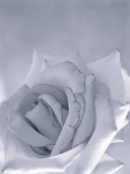 Flower Black White Image Rose Flower Plants Blurred Background Macro — Stock Photo, Image