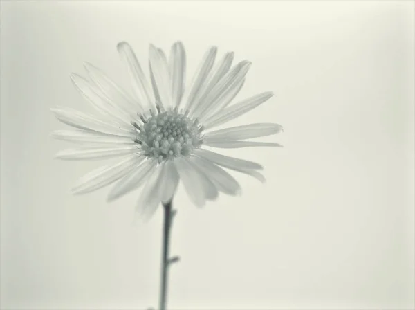 flower in black and white image, common daisy flower plants and blurred background ,macro and old vintage style photo for card design