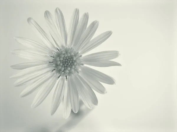 黑白相间的花朵 常见的菊花植物和模糊的背景 宏观和老式风格的卡片设计照片 — 图库照片