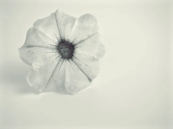 Χαμηλότερη Ασπρόμαυρη Εικόνα Ανθοφόρα Φυτά Πετούνια Και Θολή Φόντο Μακροεντολή — Φωτογραφία Αρχείου