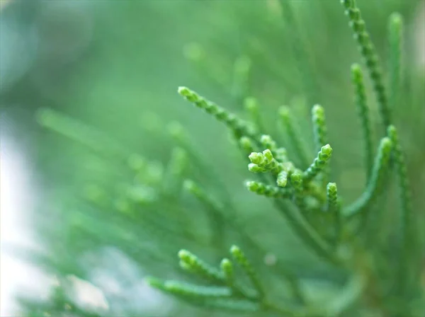 Primo Piano Macro Foglia Verde Pino Con Sfondo Verde Sfocato — Foto Stock