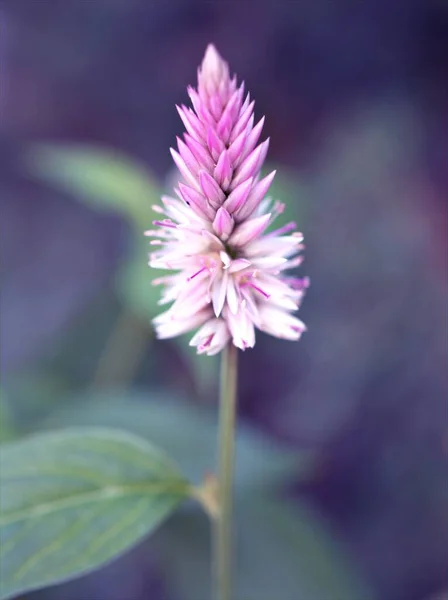 Zbliżenie Różowy Srebrny Kogut Grzebień Celozja Argentea Kwiaty Rośliny Ogrodzie — Zdjęcie stockowe
