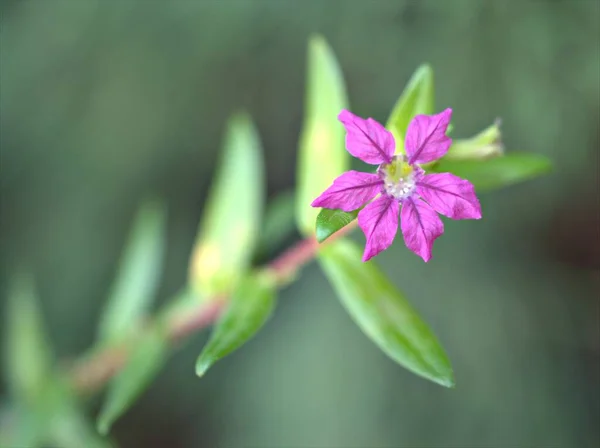 Close Paarse Bloemblaadjes Van Valse Heide Hawaiiaanse Heide Elfenkruid Bloemen — Stockfoto