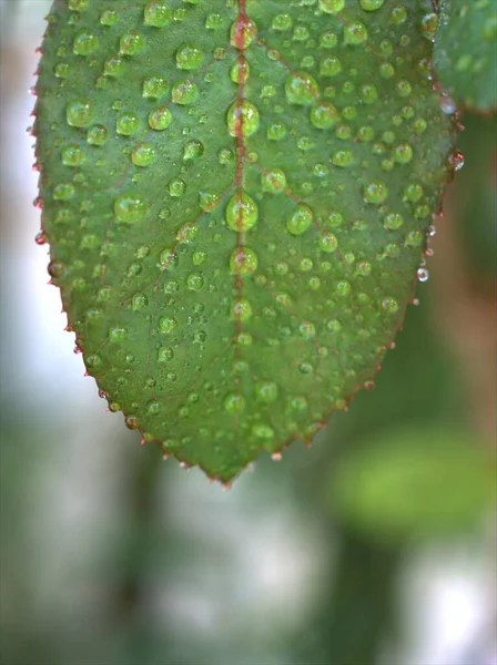 Gotas Agua Hoja Verde Con Fondo Borroso Gotas Lluvia Las — Foto de Stock