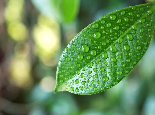 Su yeşil yaprağa düşer, arkaplanı bulanıklaşır, yapraklara yağmur damlaları, bitkilere çiy damlaları, makro görüntü, kart tasarımı için yumuşak odak