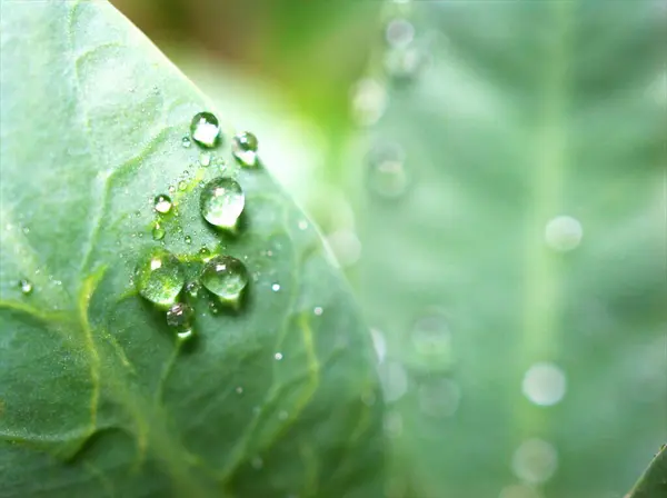 绿叶上的水滴 背景模糊 叶上的雨滴 植物上的露珠 宏观图像 卡片设计的软焦点 — 图库照片