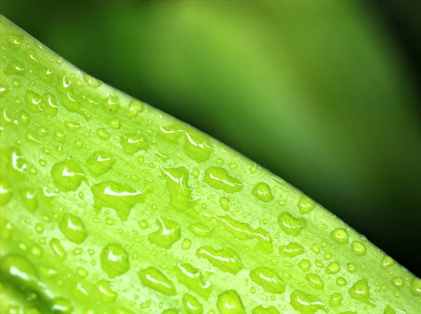 Wassertropfen Auf Grünem Blatt Mit Verschwommenem Hintergrund Regentropfen Auf Blättern — Stockfoto