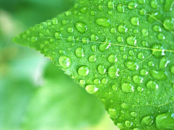 Gotas Água Folha Verde Com Fundo Desfocado Gotas Chuva Nas — Fotografia de Stock