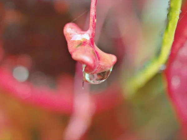 庭の水滴や背景のぼやけている赤い秋の葉を閉じ 葉の雨滴 マクロ画像 甘い色 — ストック写真
