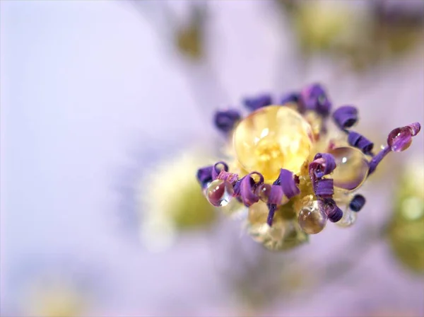 Homályos Lila Száraz Virág Vízcseppekkel Lila Százszorszép Halott Virágok Növények — Stock Fotó
