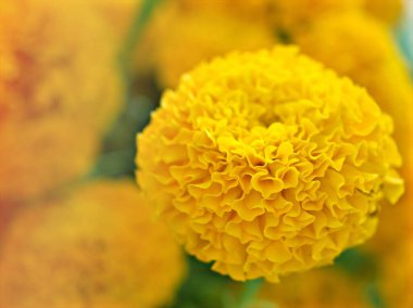  sarı çiçekli Meksika kadife çiçeği, Tagrtes erekta, yumuşak odaklı Dahlia çiçeği ve arka plan veya doku için bulanık, kart tasarımı için