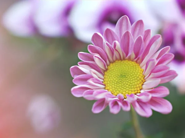 Fleur Rose Avec Soleil Chrysanthème Avec Foyer Doux Dans Jardin — Photo