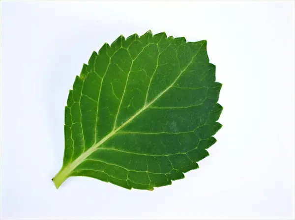 Foglia Verde Isolata Fondo Bianco Con Gocce Acqua Foglia Ortensia — Foto Stock