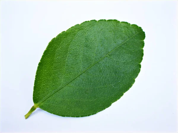 Foglia Limone Verde Lasciare Isolato Sfondo Bianco Con Gocce Acqua — Foto Stock