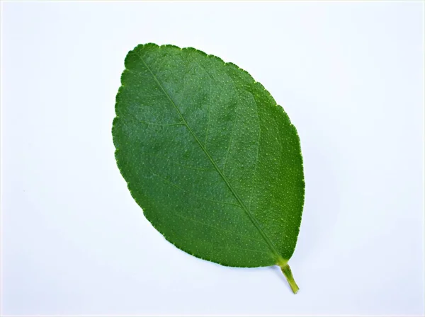 Foglia Limone Verde Lasciare Isolato Sfondo Bianco Con Gocce Acqua — Foto Stock