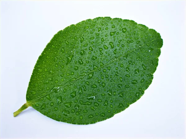 Foglia Limone Verde Lasciare Isolato Sfondo Bianco Con Gocce Acqua — Foto Stock