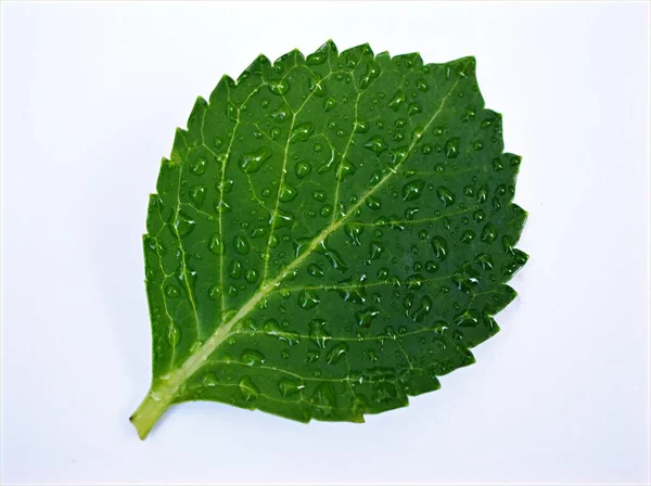 Foglia Verde Isolata Fondo Bianco Con Gocce Acqua Foglia Ortensia — Foto Stock