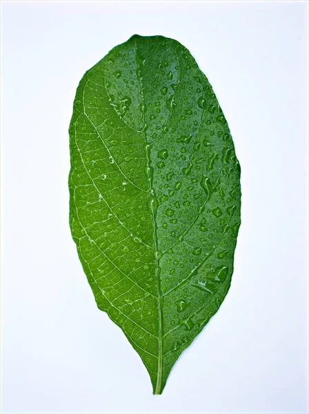 Foglia Verde Isolata Fondo Bianco Con Gocce Acqua Ruellia Toberosa — Foto Stock