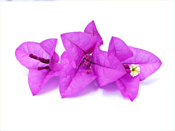 Flor Púrpura Aislada Sobre Fondo Blanco Flor Buganvilla Violeta — Foto de Stock