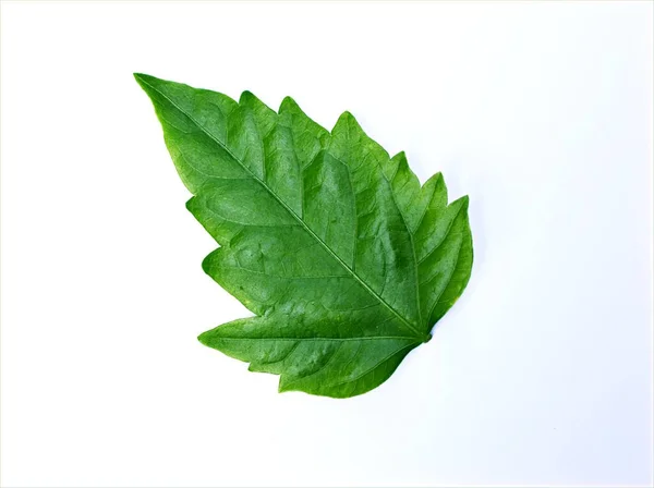 Foglia Verde Isolata Fondo Bianco Foglia Fiore Ibisco — Foto Stock