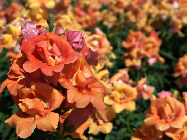 Snapdragon Желтый Оранжевый Цветок Растений Саду Antirrhinum Majus Мягким Фокусом — стоковое фото