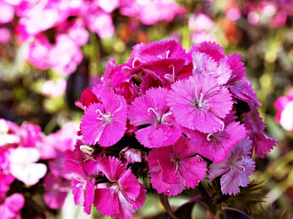 Bahçedeki tatlı William pembe çiçekleri, Dianthus Barbatus, Chinensis, Çin pembesi