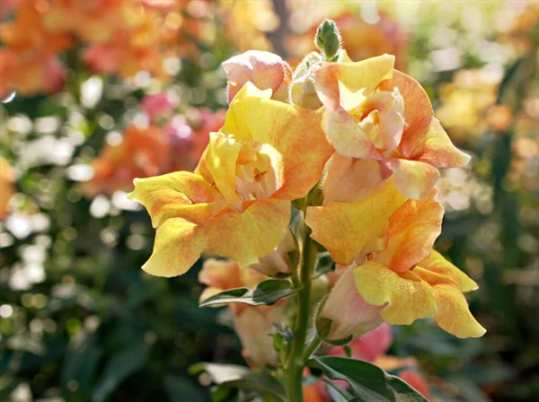 Snapdragon Žluté Oranžové Květy Rostlin Zahradě Antirrhinum Majus Měkkým Ostřením — Stock fotografie