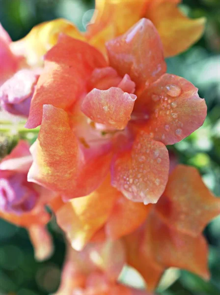 庭のスナップショットイエローオレンジの花の植物 ソフトフォーカスと背景のための甘い色を持つアンティルリウムメジャス — ストック写真