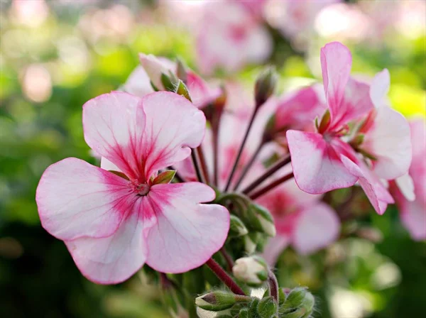 Рожева Квітка Геруен Рослини Рахунками Крейна Саду Цвітіння Флори Макрозображення — стокове фото