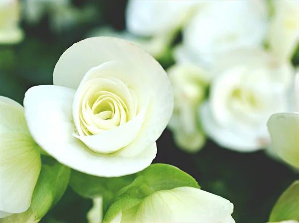 Nahaufnahme Weiße Begonien Blüten Garten Mit Verschwommenem Hintergrund Makrobild Süße — Stockfoto
