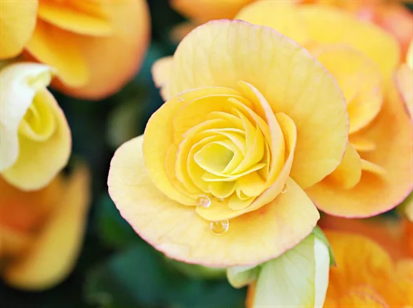 Närbild Gul Orange Begonia Blommor Trädgården Med Suddig Bakgrund Maco — Stockfoto